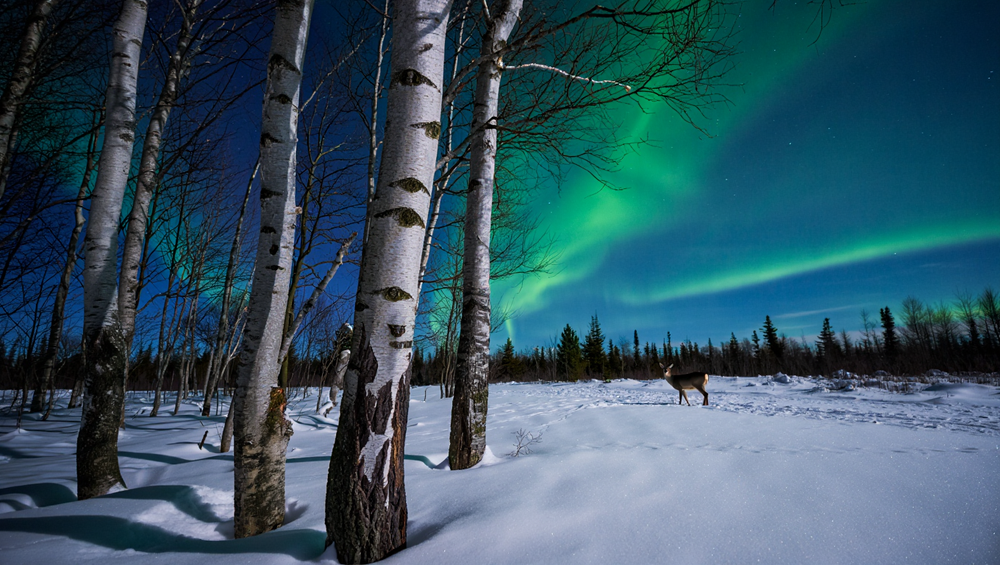 Nordic Tree Water